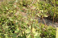 Bryophyllum pinnatum